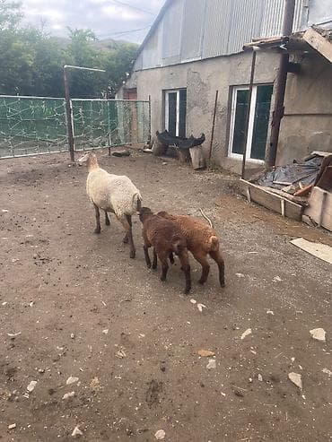 Рогатый скот: Qoyun ekiz balalari ile satılır her il 2 ve 3 bala verir temiz — 3
