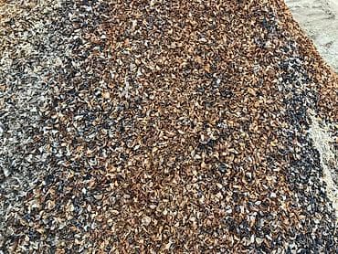 taxtalar 5 10: Rakuşka (Balıqqulağı) — 2