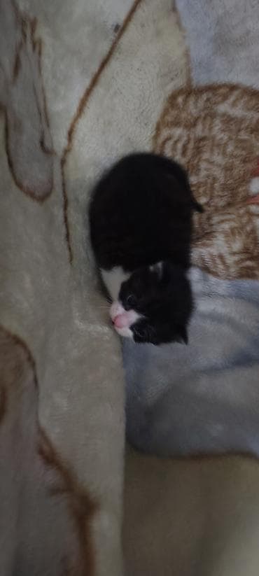 Erkək, Yaxşı əllərə, Ünvandan götürmə