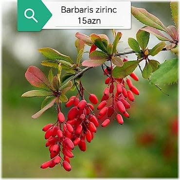 süd məhsulları: Салам килемейве тинклери сатылыр истесениз чатдырылма вар — 9