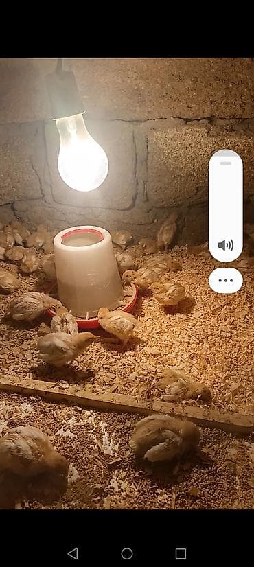 bakida it barinagi: Toyuq cücələri, Ətlik — 2