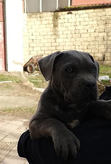 pişik bala: Məhsul: Saf qanlı it balaları (şokolad rəngli və qara) Təsvir: - — 1