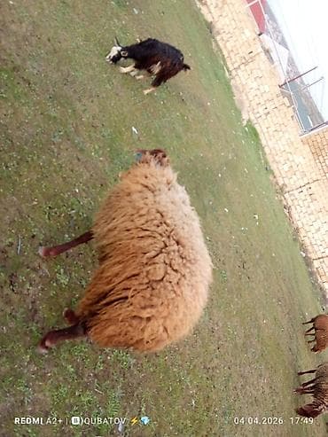 dovşan haqqında məlumat: Erkey toğulu satılır istəyən olsa yazsın video sun atım baxın real — 10