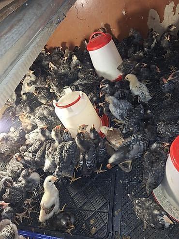 ucuz toyuq satisi: Toyuq cücələri, Ətlik, Ödənişli çatdırılma — 8