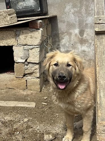 pekines itləri: Qafqaz çoban iti, 6 ay, Dişi, Peyvəndli, Ünvandan götürmə — 2