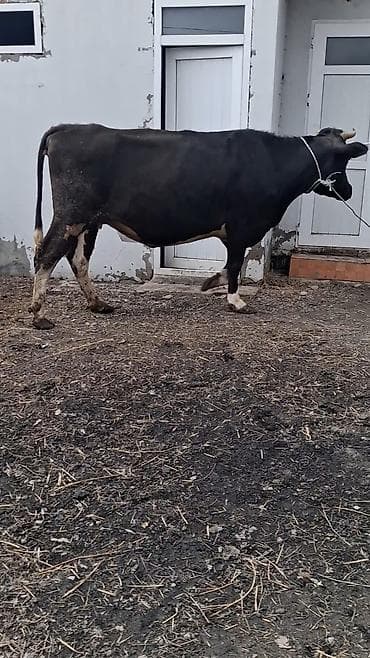 Dişi, Simental, il: 4, Südlük, Ünvandan götürmə