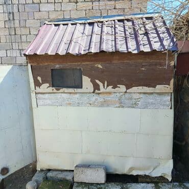 pişik yuvası: Salam Aleykum Quşxana satılır istəyən olsa əlaqə saxlasın .hündürlük — 10