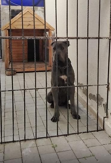 heyvan satisi: Kane-Korso, 1 il, Erkek, Peyvəndli — 1