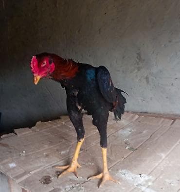 Dovşanlar: Salam. Güclü cins həyrati becələr satılır. Fərqli cinslərdi fərqli — 5