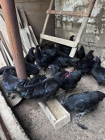 kend toyuqu: Toyuq, Australorp, Damazlıq, Ünvandan götürmə — 3