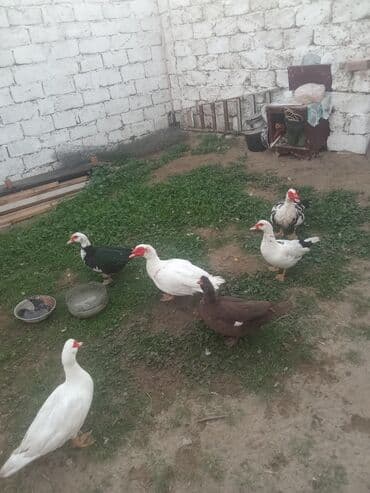 Tavalar: Lal ordeyler satlir Keslib dirde satlir razilaşma yolu ile — 1