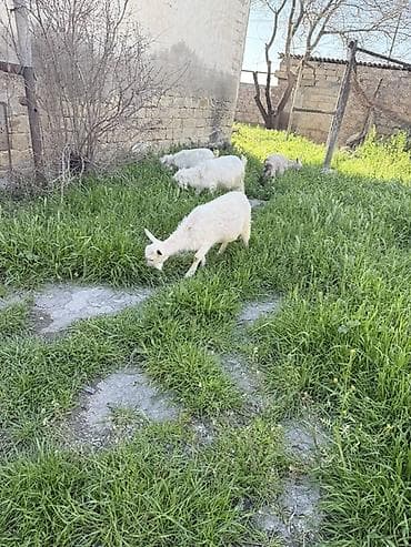 südlü keçilər: 3 dənə təkə 1 çəpiş — 2