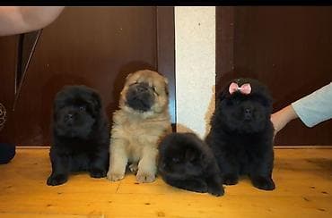 chow chow: Çau-Çau, 1 ay, Dişi, Sənədli — 5
