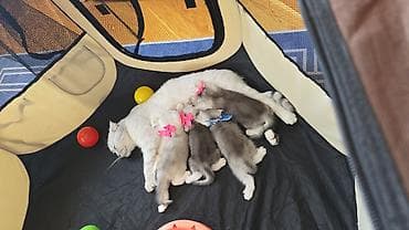 Кошки: Шиншилла, В добрые руки, Самовывоз — 4