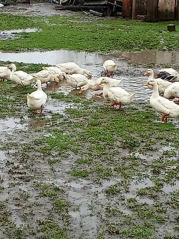 toy poodle qiymetleri: Ağ ördəklər – sürü şəklində - Yerli təsərrüfatda saxlanılan, aktiv və — 3