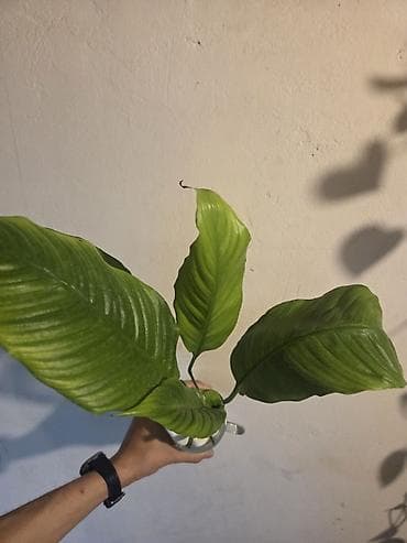 diffenbaxiya bitkisi: Aloe vera dekorativ otaq bitkisi – saksıda - Növ: Aloe vera — 3