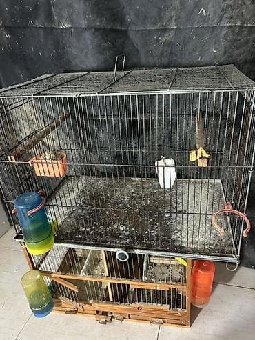 Dəmir İran qəfəsi. Uzunu 60 sm, eni 32 sm, hündürlüyü 35 sm. Hər iki