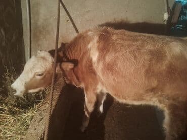 Inəklər, öküzlər: Satılır: cins dana - Növ: iribuynuzlu (dana) - Rəng: açıq qəhvəyi — 2
