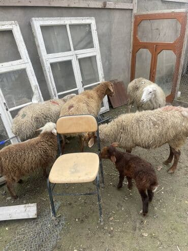 cins ineklerin qiymeti: 1 ədəd qoyun yanında quzu ilə (quzu ərkəkdi) 3 ədəd qoyun boğaz — 5