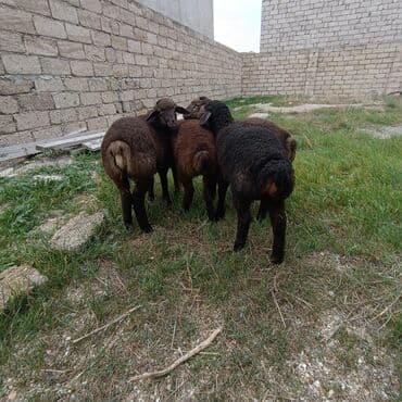 quzu satan: Salam aleykem 4 dene erkey emlik quzum var satq isdiyen buyrsun ünvan — 3