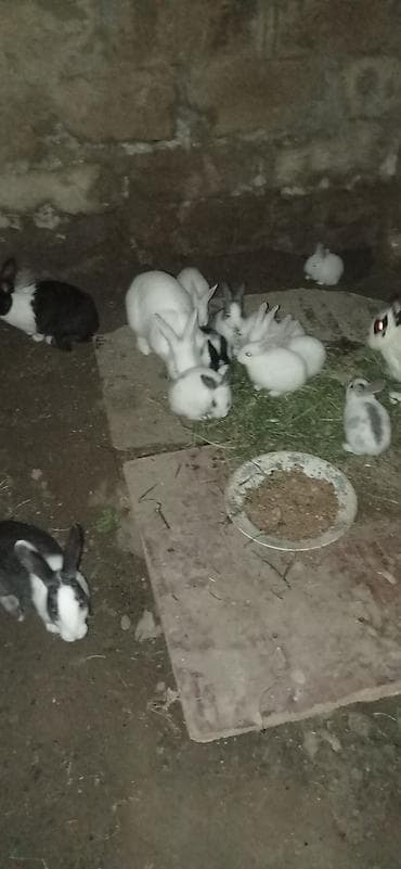 canlı yem: Ev şəraitində bəslənən çoxsaylı dovşanlar - Rənglər: ağ, qara-ağ — 1