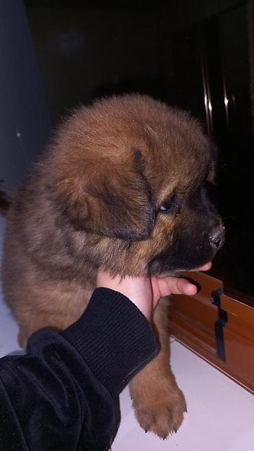 İtlər: 3 ay, Erkek, Ünvandan götürmə — 1