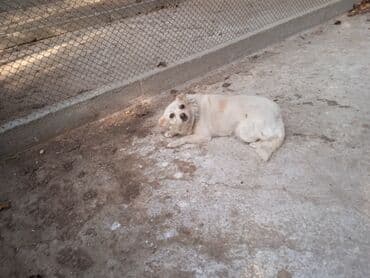 bakıda it satışı: Tam sağlam it satlır — 3