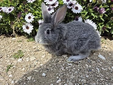 eşşək qiyməti: Saqlam dovşan balaları,ucuz qiymətə tələsin!!! — 4