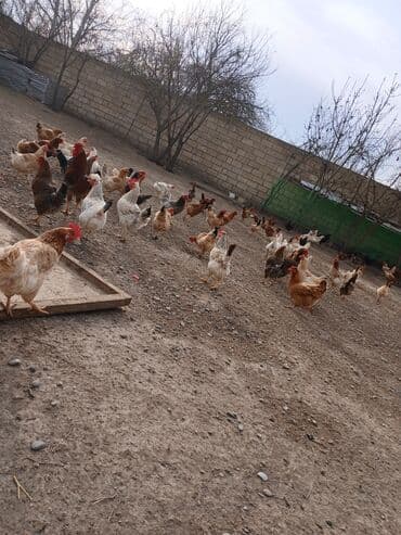 eşək şəkili: Toyuq, Ətlik, Ünvandan götürmə — 4