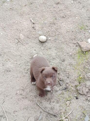 Gəmiricilər: 2 ay, Dişi — 5