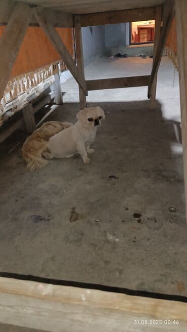 etibarli elere verilir: Pekines, 2 il, Erkek, Peyvəndli, Ünvandan götürmə — 4