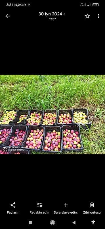 meyvə qurusu: Səndlə 90 sot ümumi sahəsi bir hektar gibrid bağı. Asvalt yola yaxın — 2