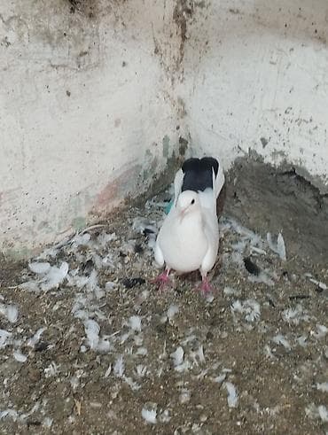 dorper qoyunu satilir: 4ed orta goy qurquq 1ed goy boyun. Goy quyruqlarin icinde cut olani — 7