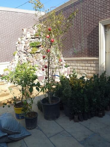 ищу работу садовник на дачу: Bağban xidməti qazon biçmək ağacların biçilməsi budanması — 12