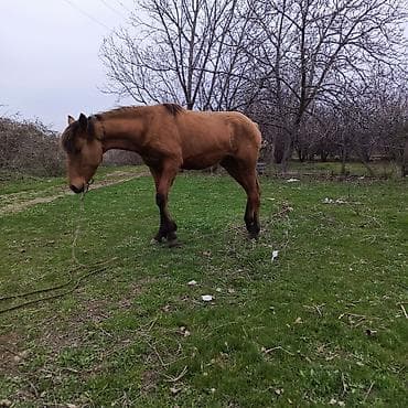 Atlar: Salam. diwidi 1 yawi may ayinda tamam olacaq.boyu hundurdu isteyen — 2