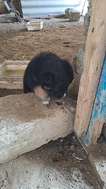 pomeran itleri: Cinsini bilmirem balaca toppuw itdi — 4