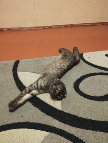 scottish fold qiyməti: Şotland yastı qulaq, Erkək, Yaxşı əllərə, Ünvandan götürmə — 3