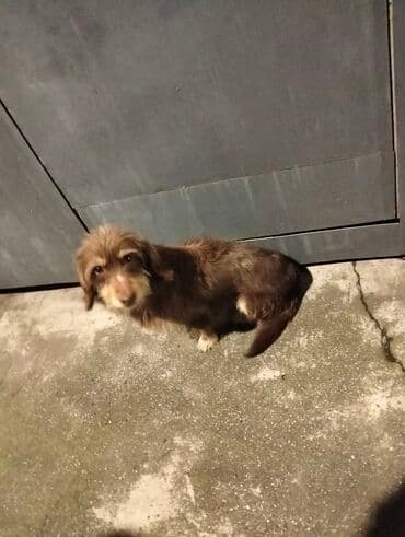 Kiçik ölçülü it – uzun tüklü, qəhvəyi rəngdə - Növ: kiçik ölçülü ev