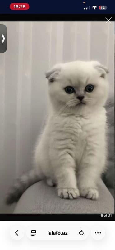 pişiy cinsləri: Şotland yastı qulaq — 10