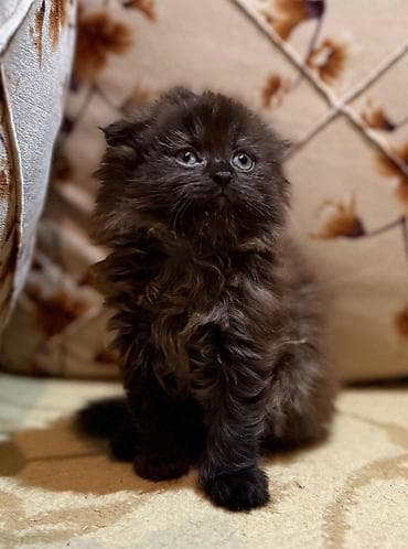 Şotland və şinşila ata anadan doğulan balalar boz erkək qara dişi biri