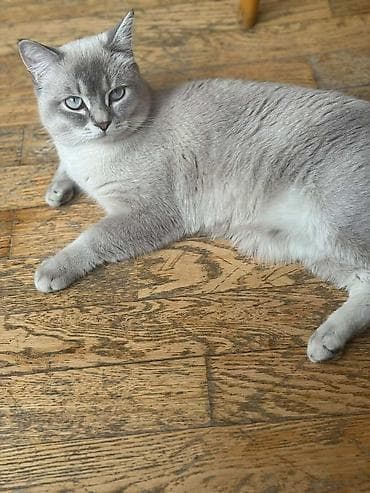 Pişiklər: Erkək, Yaxşı əllərə — 4