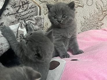 pişik satisi 2022: Britan, Erkək, Dişi, Yaxşı əllərə, Ünvandan götürmə — 6