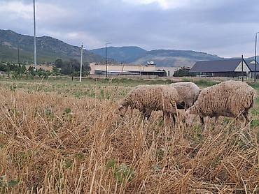 qaz ordek satisi: 5 baş balalı qoyun53 baş quzu quzuların çoxu erkəkdir .Topdan — 9
