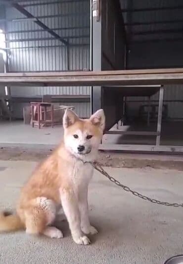 dişi doberman: Akita-inu, 5 ay, Dişi — 1