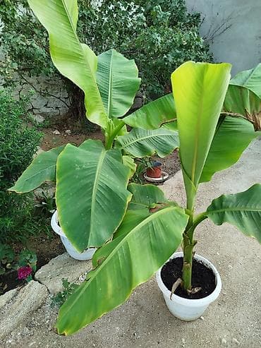 Böyük, yaşıl yarpaqları olan bir banan bitkisi. Qabda əkilmişdir və