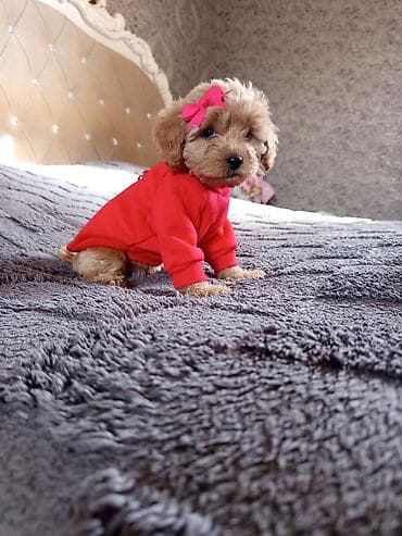 xaski itləri: Pudel, 2 ay, Dişi — 8