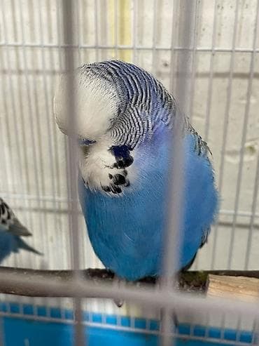 papuqay quş: Salam hazir bala veren cutduler.vistifkadan donme iri quslardir — 3