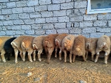 it ucun qurd dermani: Qoyun sürüsü satılır - Növ: yerli ətlik-yunlu qarışıqlar - Say — 6
