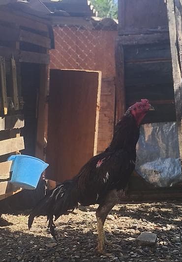 Yaponbrazil alan uduzmaz!
