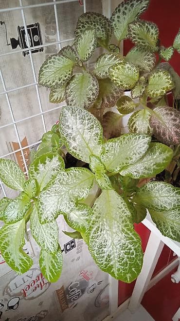 ev gulleri satisi: Сциндапсус N-Joy — 5